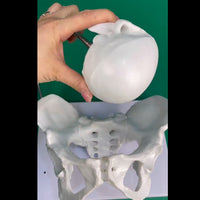 Modelo pelvis con craneo fetal