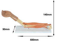 Modelo de articulacion del Codo brazo muscular articulaciones
