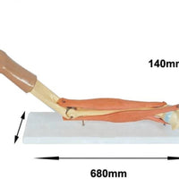 Modelo de articulacion del Codo brazo muscular articulaciones