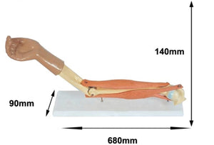 Modelo de articulacion del Codo brazo muscular articulaciones