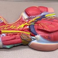 Modelo anatomico Neurovascular de cuello vena yugular