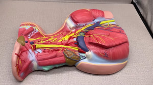 Modelo anatomico Neurovascular de cuello vena yugular