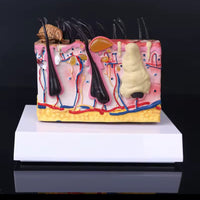 Modelo patológico de Anatomía de la piel de perro