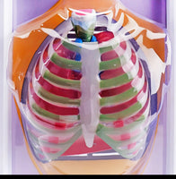 Modelo de Diafragma pulmonar sistema respiratorio
