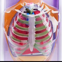 Modelo de Diafragma pulmonar sistema respiratorio