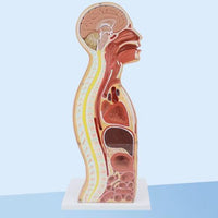 Incisión sagital media del torso Sonda nasogastrica