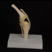 Modelo de articulación de rodilla de Canino perro