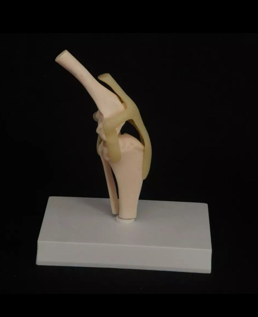 Modelo de articulación de rodilla de Canino perro