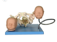 Modelo pelvis con craneo fetal
