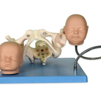 Modelo pelvis con craneo fetal