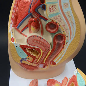 Modelo Pelvis Femenina Sagital 4D desmontable alta definiciion