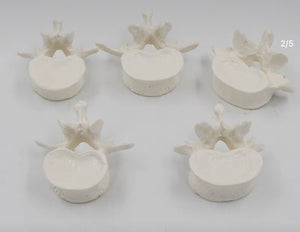 Modelo de anatomía 1:1 vértebra Lumbar cervical de 5 segmentos