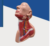 Modelo anatomico Neurovascular de cuello vena yugular
