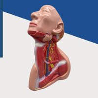 Modelo anatomico Neurovascular de cuello vena yugular