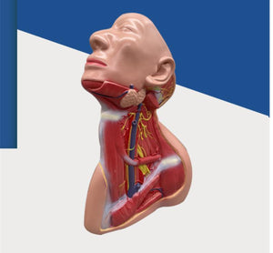 Modelo anatomico Neurovascular de cuello vena yugular