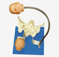 Modelo pelvis con craneo fetal
