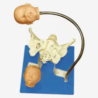 Modelo pelvis con craneo fetal