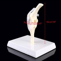 Modelo de articulación de rodilla de Canino perro