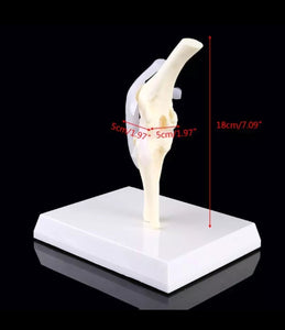 Modelo de articulación de rodilla de Canino perro