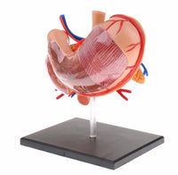 Modelo anatomico  estómago y páncreas humano 4D desmontable
