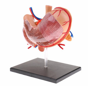 Modelo anatomico  estómago y páncreas humano 4D desmontable