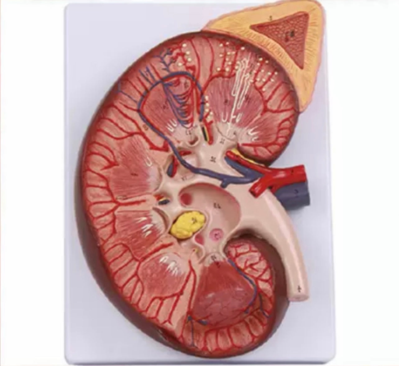 Pago Riñon Modelo de Riñón maxizado con Glándula renal rinon | Coyitosmx