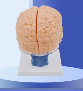 anatomica humana del cerebro 3D separada en 15 partes