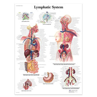 Póster anatomía Humana para consultorios PII