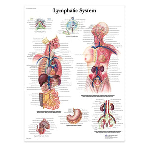 Póster anatomía Humana para consultorios PII