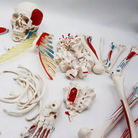 Esqueleto humano desarticulado colorido
