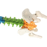 Modelo Anatómico De Columna Vertebral flexible colgante Con Pelvis - 45cms