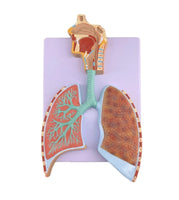 Kit de 2 Modelos Anatómico Del Sistema Respiratorio Humano pulmones
