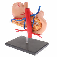 Modelo anatomico  estómago y páncreas humano 4D desmontable
