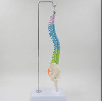 Modelo Anatómico De Columna Vertebral flexible colgante Con Pelvis - 45cms
