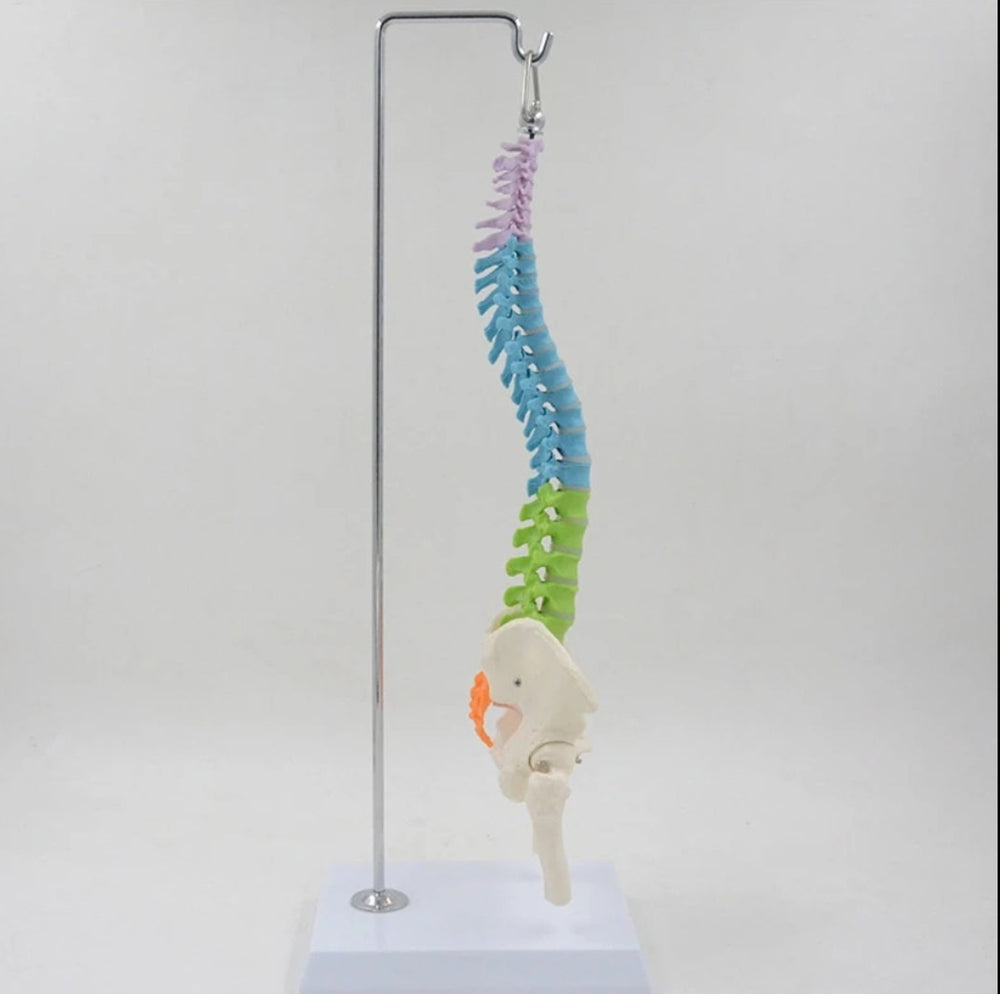 Modelo Anatómico De Columna Vertebral flexible colgante Con Pelvis - 45cms