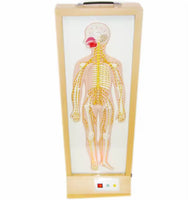 Simulador Eléctrico Sistema Nervioso Central
