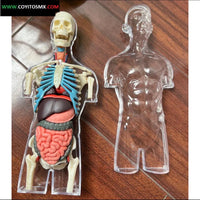 4D Kit modelo transparente anatomia masculino
