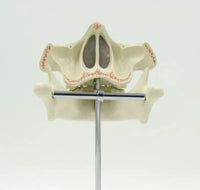 Modelon Dental 3D alta simulacion dientes permanentes
