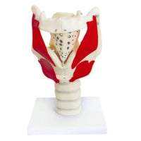 Modelo anatomico de laringe