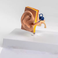 Modelo de oído en su base
