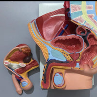 Pelvis masculina seccionada

