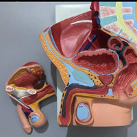 Pelvis masculina seccionada