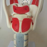 Modelo anatomico de laringe
