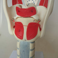 Modelo anatomico de laringe