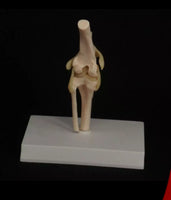 Modelo de articulación de rodilla de Canino perro
