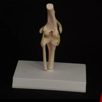 Modelo de articulación de rodilla de Canino perro