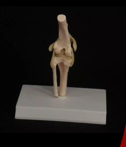 Modelo de articulación de rodilla de Canino perro