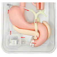 simulador de endoscopia ERCP Cirugía de gastroscopia duodenoscopia