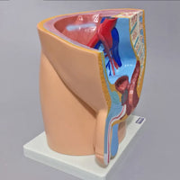 Modelo masculino sección sagital pelvis genital masculina organos sexuales masculinos