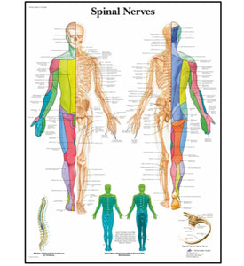 Póster anatomía Humana para consultorios PII